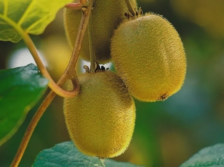 pianta di kiwi