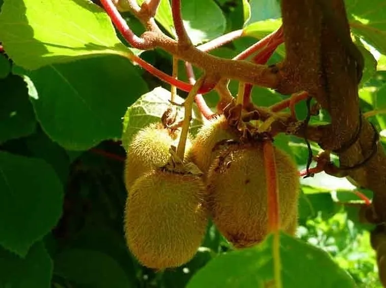 Ramo di kiwi