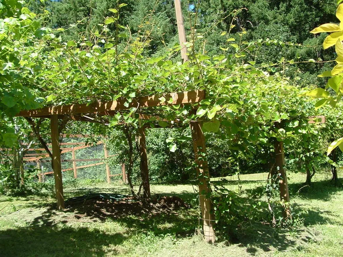 piante di kiwi