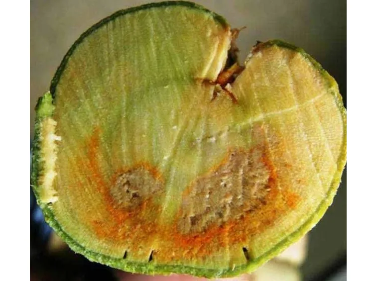 malsecco su ramo di limone