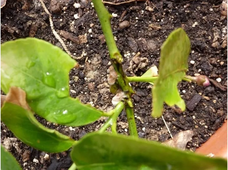 cocciniglie su rami di limone
