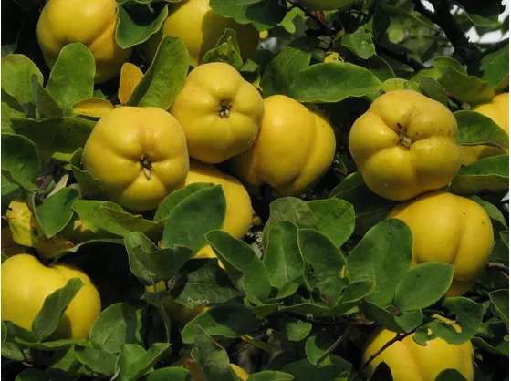 Melo cotogno (Cydonia Oblonga)