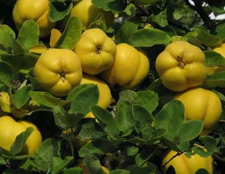 Melo cotogno (Cydonia Oblonga)