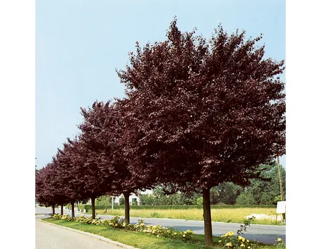 Mirabolano