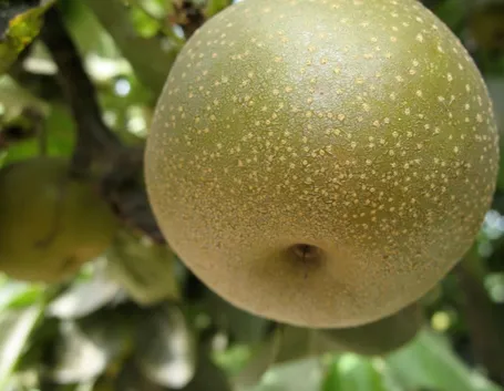 Nashi frutto
