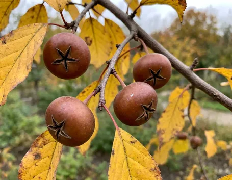 Quando raccogliere le nespole invernali: il periodo e i segnali sulla pianta
