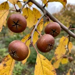 Quando raccogliere le nespole invernali: il periodo e i segnali sulla pianta