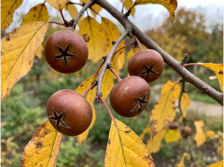Quando raccogliere le nespole invernali: il periodo e i segnali sulla pianta