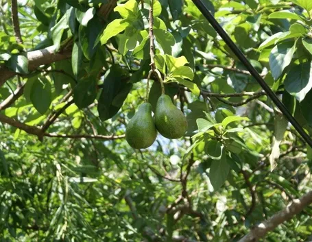 Pianta di avocado