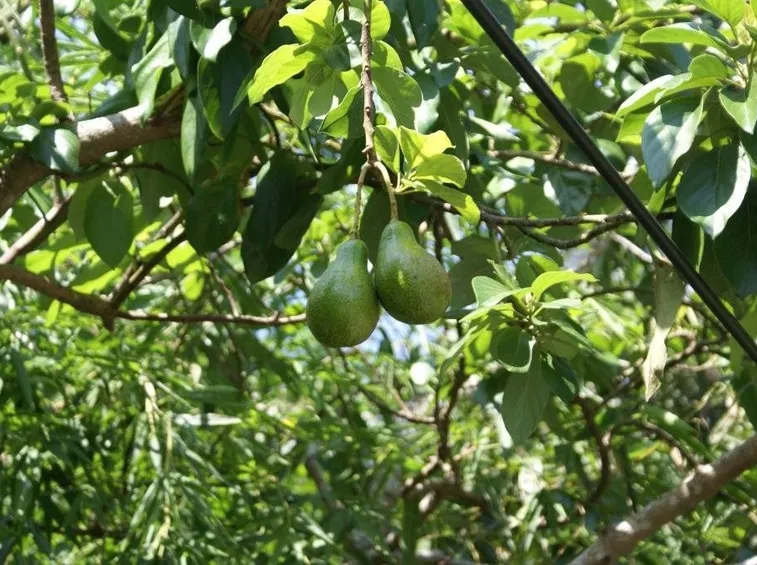 Pianta di avocado
