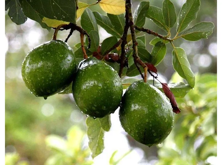 Frutto dell'avocado