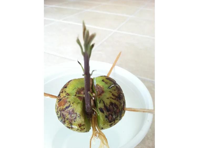 Frutti dell'avocado