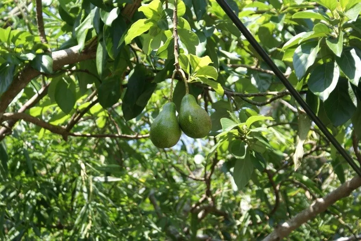 Pianta di avocado