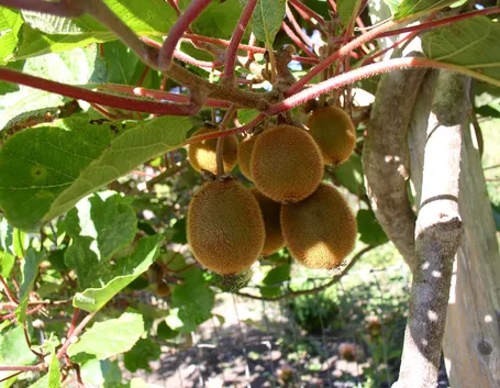 Ramo di kiwi