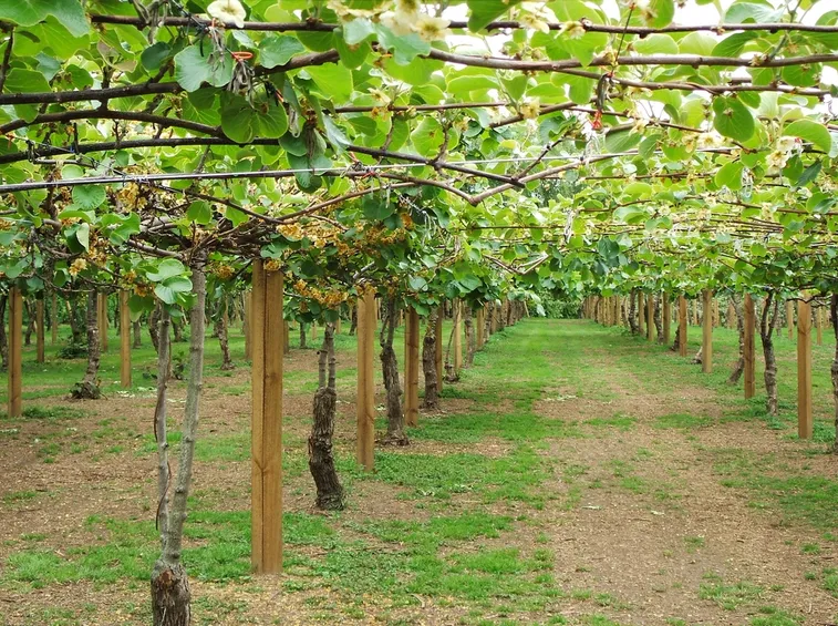 Coltivazioni di kiwi