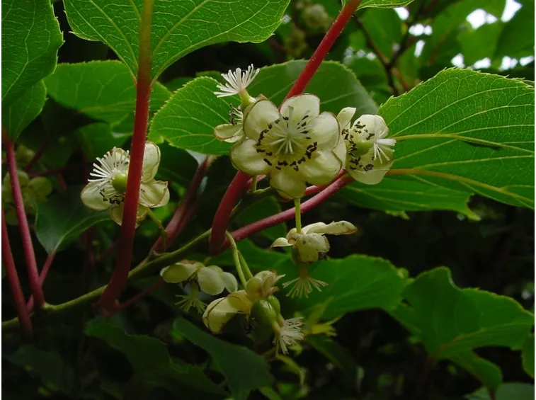 Pianta di kiwi in fiore