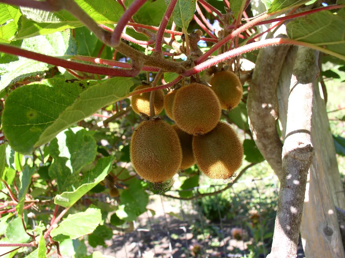 Ramo di kiwi