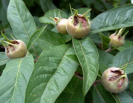 Nespole non ancora mature