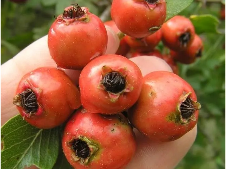 I piccoli frutti dell'azzeruolo