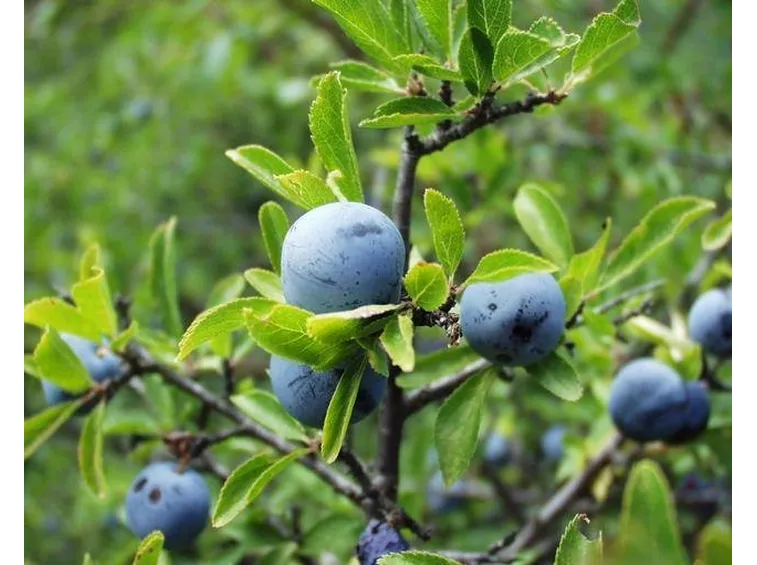 Bacche di prunus spinosa