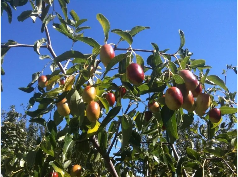 Giuggole non ancora mature