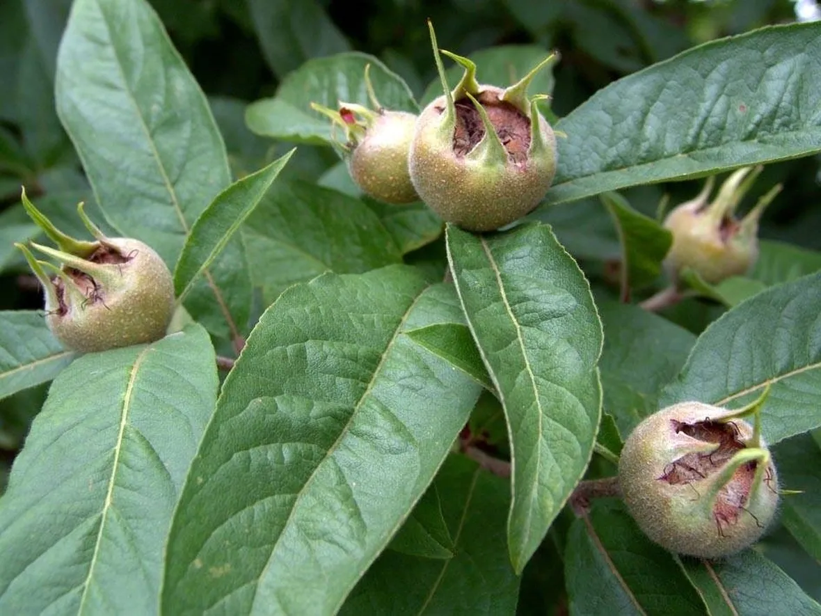 Nespole non ancora mature