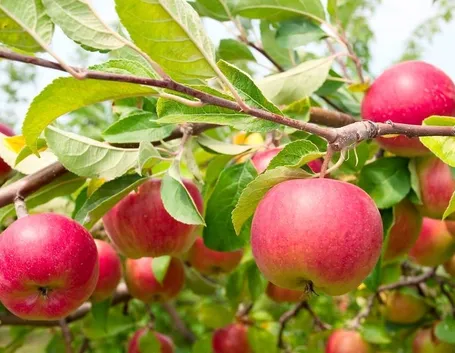 L'albero delle mele, la frutta per eccellenza