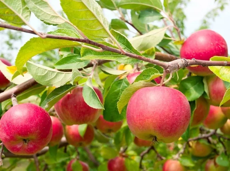 L'albero delle mele, la frutta per eccellenza