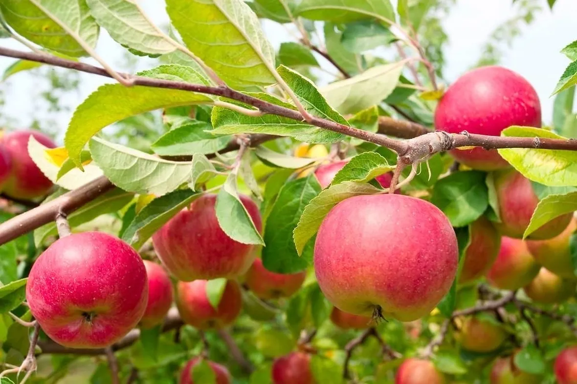L'albero delle mele, la frutta per eccellenza