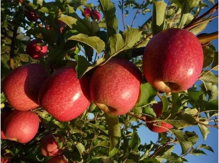 varietà di mele