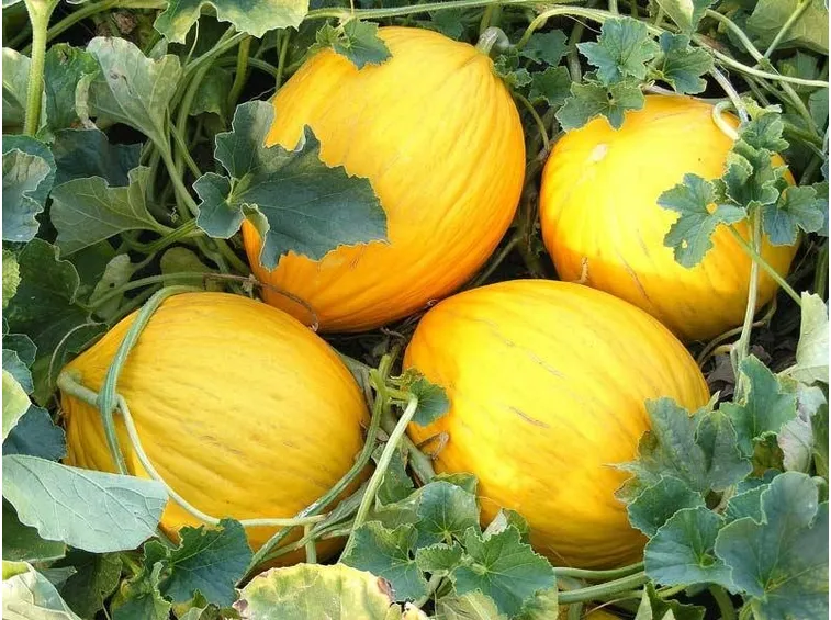 varietà di meloni