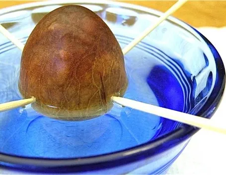 Semi di avocado