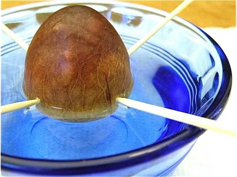 Semi di avocado