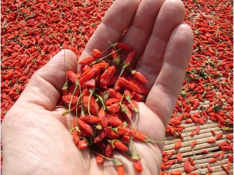 Bacche di goji
