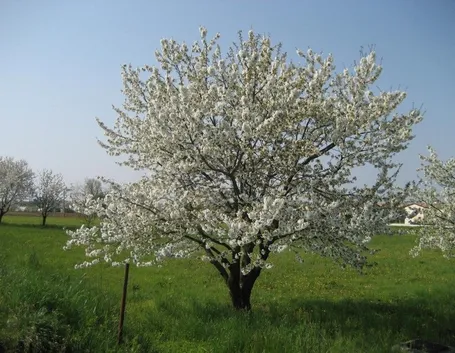Un esemplare di ciliegio in fioritura