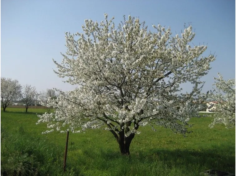 Un esemplare di ciliegio in fioritura