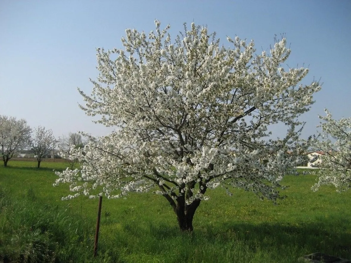 Un esemplare di ciliegio in fioritura