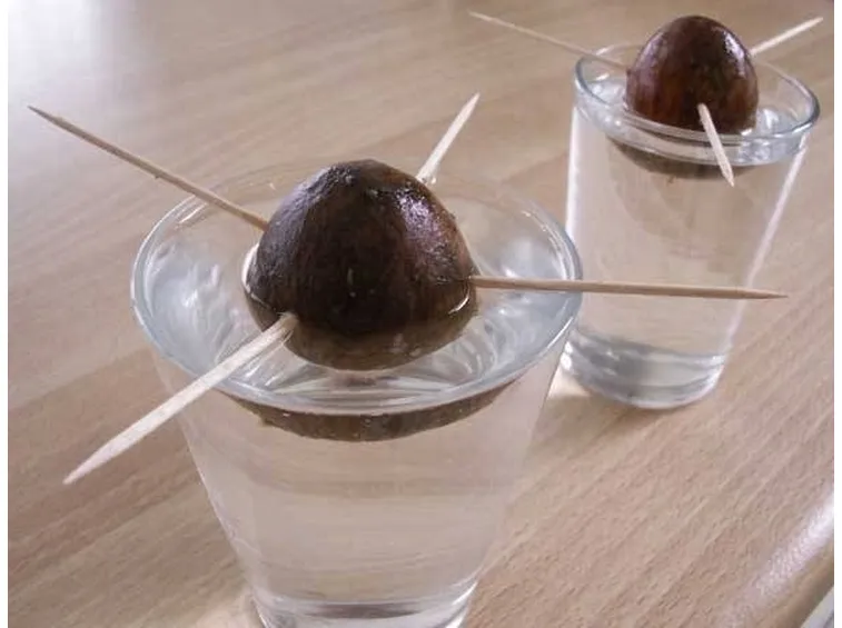 Seme di avocado a mollo