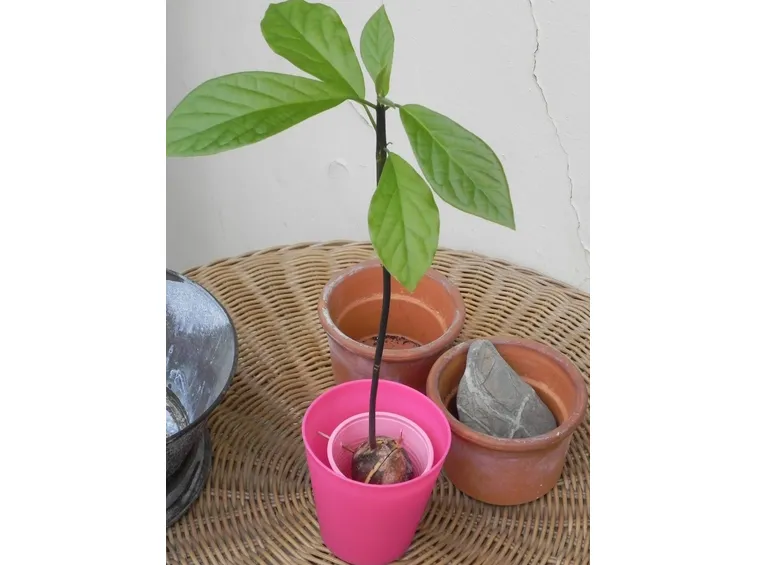Pianta di avocado