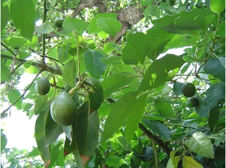Albero di avocado