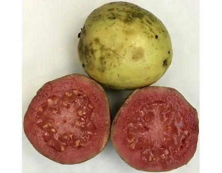 Guava