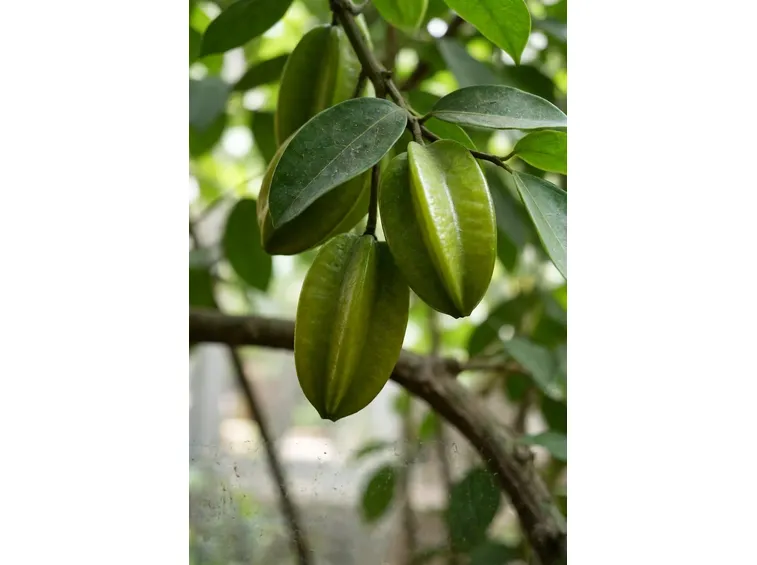 Frutti di carambola