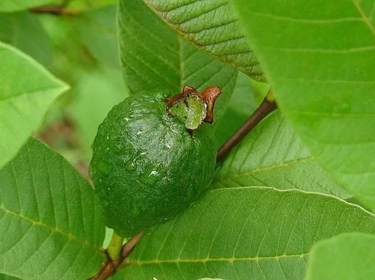 Foglia di guava
