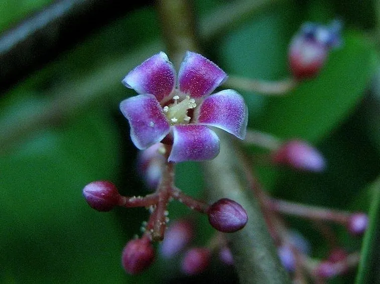 Fiore di carambola