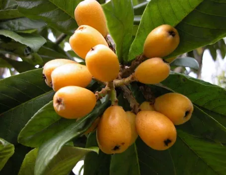Nespole giapponesi mature.