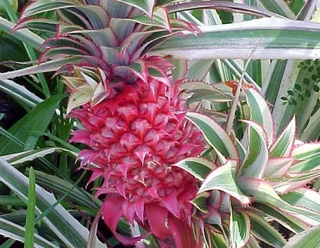 Il fiore dell'ananas durante il suo sviluppo e prima di trasformarsi in frutto