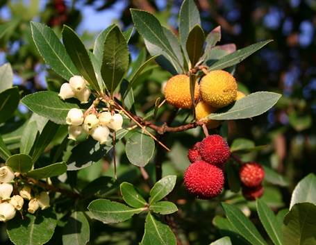 Frutti di Corbezzolo