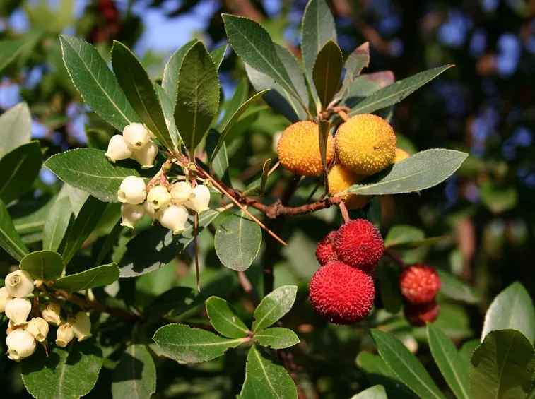 Frutti di Corbezzolo