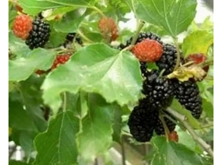 frutti morus nigra