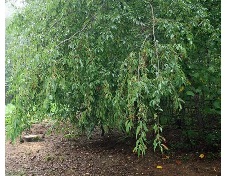 Chioma albero amareno